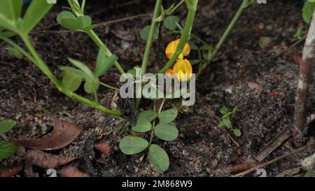 Bodenansicht einer Erdnusspflanze (Arachis Hypogaea), die auf sandigem Lehmboden mit blühenden Blumen wächst Stockfoto