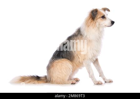 Süßer Hund, der isoliert auf weißem Hintergrund sitzt Stockfoto