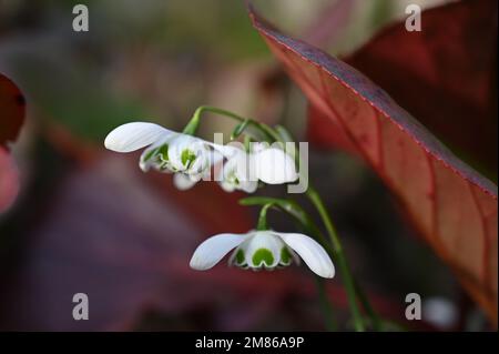 Im Winter blühender doppelter Schneefall oder galanthus gegen tiefrote Bergenia-Blätter im britischen Garten im Februar Stockfoto