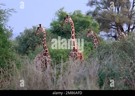 Vier vernetzte Giraffen beobachten einen Leoparden, der an ihnen vorbeiläuft. Ihr Blick richtet sich direkt auf die Katze. Das Raubtier ist nicht auf dem Bild. Kenia, Samburu Stockfoto