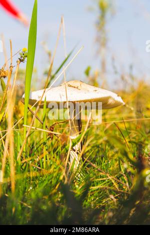 Pilze im grünen Gras im Morgengrauen. Pilze in hellen Sonnenstrahlen aus nächster Nähe. Stockfoto