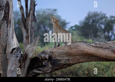 Ein Leopard sitzt auf einem dicken Ast/Stamm und gähnt. Er ist kurz davor, abends auf die Jagd zu gehen - Kenia, Samburu National Reserve Stockfoto