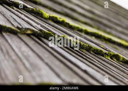 Altmodische Holzschindel auf dem Dach, teilweise mit Moos bedeckt. Stockfoto