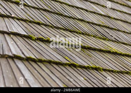Altmodische Holzschindel auf dem Dach, teilweise mit Moos bedeckt. Stockfoto