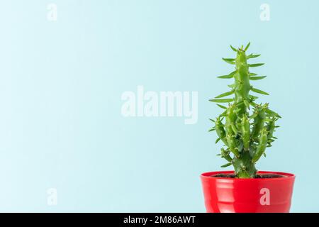 Nahaufnahme grüner Kakteen im roten Topf. Minimaler Hintergrund. Stockfoto