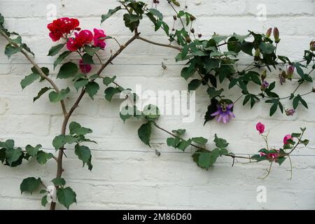 Winterblumen von Bougainvillea „Helen Johnson“ und lila Passionsblumen, die im Dezember in einem britischen Gewächshaus wachsen Stockfoto