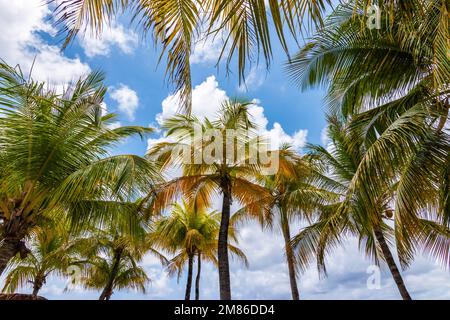 Kokospalmen vor blauem Himmel auf der Karibikinsel. Stockfoto