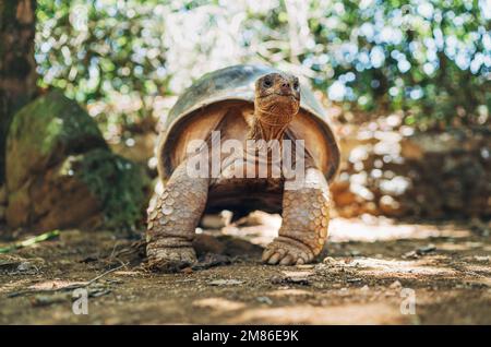 Aldabra Riesenschildkröte endemische Art - eine der größten Schildkröten der Welt im Zoo Naturpark auf Mauritius Insel. Ein riesiges Reptilienporträt. Stockfoto