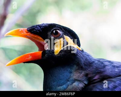 Myna-Vogel, Gracula-Religiosa, Bergmyna Stockfoto