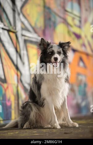 Den Collie-Hund mit Graffiti im Hintergrund in die Kamera sehen Stockfoto