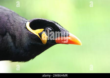 Myna-Vogel, Gracula-Religiosa, Bergmyna Stockfoto