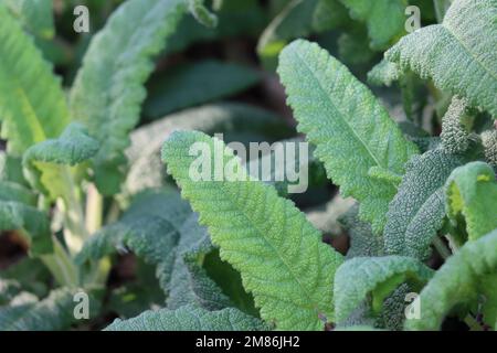Grüner Revolutenkraut, trichomatische oblong-deltoide Blätter von Salvia spathacea, Lamiaceae, einheimisches ganzjähriges Kraut in den Santa Monica Mountains, Winter. Stockfoto
