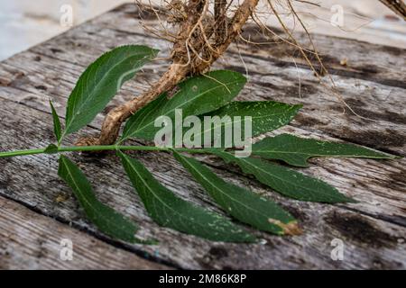 Wurzel- und Blattgemüse Sambucus ebulus, auch bekannt als Danewort, dänen-Unkraut, Danesblut, Zwergalter Stockfoto