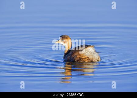 Zwergtaucher (Tachybaptus ruficollis / Podiceps ruficollis) im nicht-brütenden Gefieder, der im Winter im See schwimmt Stockfoto