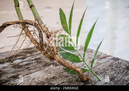 Wurzel- und Blattgemüse Sambucus ebulus, auch bekannt als Danewort, dänen-Unkraut, Danesblut, Zwergalter Stockfoto