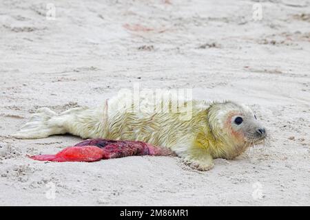 Graue Seehunde/graue Seehunde (Halichoerus grypus) neugeborener Welpe mit Plazenta/Nachgeburt, liegt im Winter an einem Sandstrand entlang der Nordseeküste Stockfoto