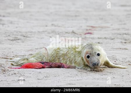 Graue Seehunde/graue Seehunde (Halichoerus grypus) neugeborener Welpe mit Plazenta/Nachgeburt, liegt im Winter an einem Sandstrand entlang der Nordseeküste Stockfoto