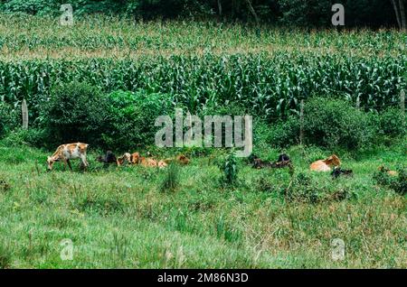 Nelore Rinderfarm in Minas Gerais Brasilien. Stockfoto