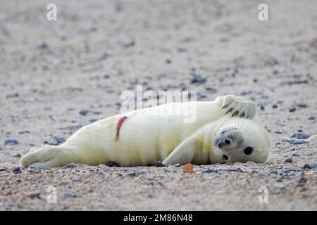 Graue Seehunde/graue Seehunde (Halichoerus grypus) neugeborener Welpe mit Nabelschnur, ruht im Winter auf Sandstrand entlang der Nordseeküste Stockfoto