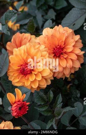 Schöne leuchtend orange Pom Pom Blüten der Dahlia Stockfoto