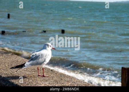 Schwarze Möwe mit Winterzucht, hoch oben an einer Wand mit Blick auf das Meer Stockfoto