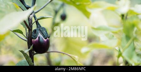 Anbau von Bio-Auberginen im Garten. Verschiedene kleine Auberginen-Nahaufnahmen am Busch Stockfoto