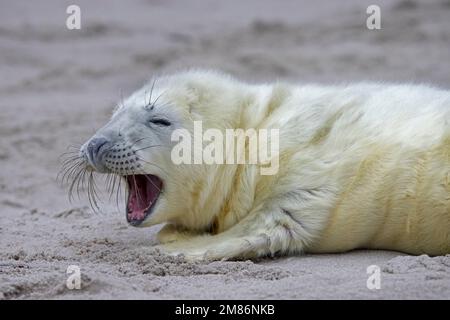 Graue Robbe/graue Robbe (Halichoerus grypus) Nahaufnahme eines neugeborenen Welpen, das im Winter an einem Sandstrand entlang der Nordseeküste liegt Stockfoto