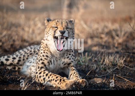 Gepard gähnt beim Aufwachen aus dem Schlaf, während er in Südafrika auf dem Boden liegt. Stockfoto