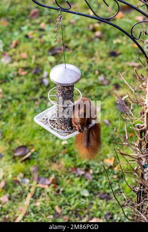 Ein rotes Eichhörnchen auf einem hängenden Vogelfutter Stockfoto