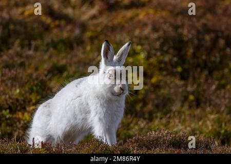 Mountain Hare in den Cairngorms, Schottland Stockfoto