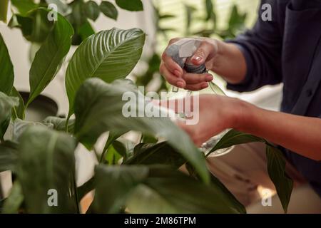 Nahaufnahme von Frauenhänden, die sich zu Hause um die Zimmerpflanzen kümmern und diese gießen. Pflanzenpflegekonzept Stockfoto