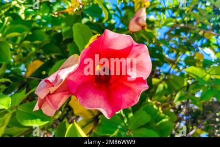 Purpurrosa und rot Purple Allamanda Blumen und Pflanzen Pflanzen im tropischen Garten Dschungelwald und Natur in Zicatela Puerto Escondido Oaxaca M. Stockfoto