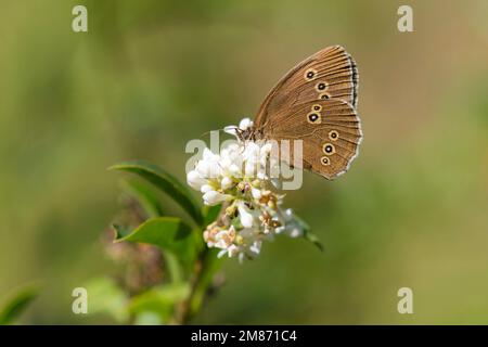Ringelholz (Apahantopus hyperantus) auf Blüten des europäischen Privet (Ligustrum vulgare) in den Dünen Stockfoto