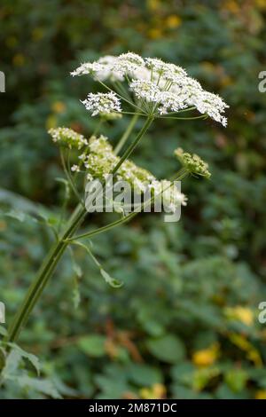 Am Waldrand blühender Umbel des gemeinen Hogweed (Heracleum sphondylium) Stockfoto