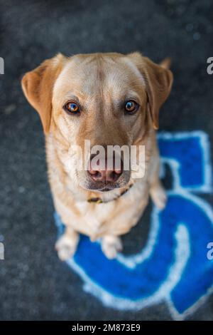 Erwachsener labrador Retriever-Hund mit Graffiti im Hintergrund, der in die Kamera schaut Stockfoto