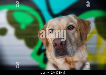 Erwachsener labrador Retriever-Hund mit Graffiti im Hintergrund, der in die Kamera schaut Stockfoto