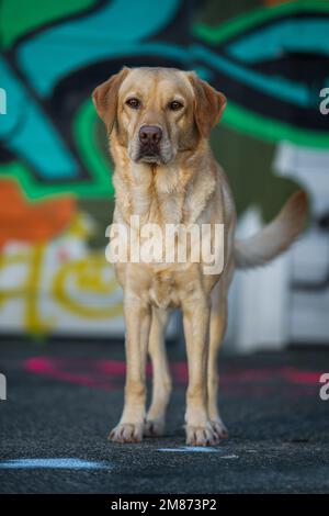 Erwachsener labrador Retriever-Hund mit Graffiti im Hintergrund, der in die Kamera schaut Stockfoto