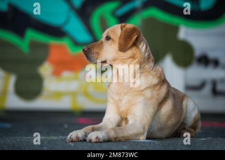 Erwachsener labrador Retriever-Hund mit Graffiti im Hintergrund, der in die Kamera schaut Stockfoto