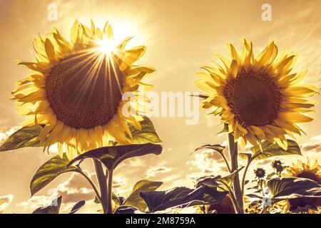 Zwei gewöhnliche Sonnenblumen Helianthus annuus Blütenkopf blühen, Sonnenstrahlen zwischen Blütenblättern Stockfoto