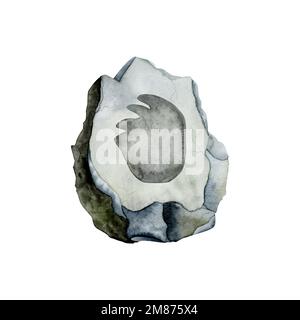 Diplodocus-Fußabdruck von pflanzlichen Dinosauriern auf grauem Stein. Wässrige Fossiliendarstellung isoliert auf weißem Hintergrund. Stockfoto