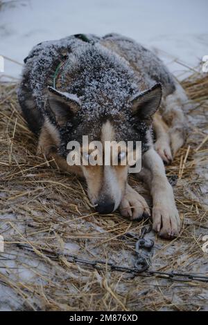 Heterochromie PET. Grau-roter Schlittenhund mit blauen Augen die Alaska Husky Rasse schläft im Stroh während des Schneefalls. Machen Sie eine Pause beim Rennen um die nördliche Schlittenfahrt Half-bree Stockfoto