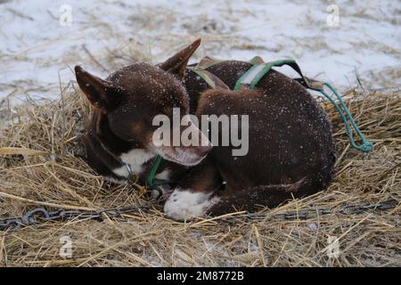 Brauner Schlittenhund mit grauem Maulkorb Alaskan Husky hat sich zusammengerollt und ruht sich während des Schneefalls auf Stroh aus. Entspannen und Energie sparen außerhalb des Winters. Bre Stockfoto