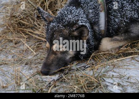 Der graue rote Schlittenhund Alaska Husky schläft im Stroh während des Schneefalls. Machen Sie eine Pause beim Rennen um den halbblütigen Schlittenhund im Norden. Entspannen und Energie sparen Stockfoto