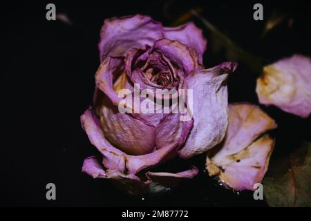 Selbst nach dem Tod kann es noch eine Art von Schönheit darin geben. Wie Blumen, die langsam verrotten und verrotten, sogar im Wasser ist es wunderschön. Stockfoto