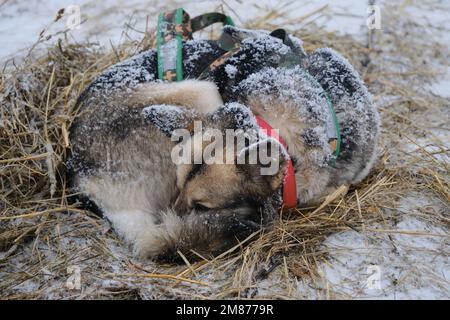 Der graue rote Schlittenhund Alaska Husky schläft im Stroh während des Schneefalls. Machen Sie eine Pause beim Rennen um den halbblütigen Schlittenhund im Norden. Entspannen und Energie sparen Stockfoto