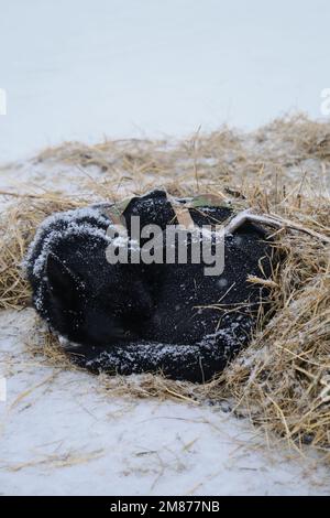 Der schwarze Schlittenhund im Gurtzeug Alaskan Husky hat sich zusammengerollt und ruht sich während des Schneefalls auf Stroh aus. Entspannung und Energieersparnis im Freien im Winter. Pause Stockfoto