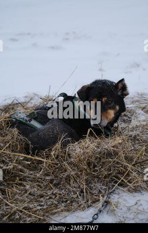 Der graue rote Schlittenhund Alaska Husky schläft im Stroh während des Schneefalls. Machen Sie eine Pause beim Rennen um den halbblütigen Schlittenhund im Norden. Entspannen und Energie sparen Stockfoto