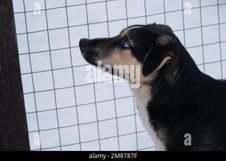 Hundehütte mit nördlichen Schlittenhunden. Charmanter, blauäugiger Alaska Husky Welpe, Porträt in Nahaufnahme. Verlorenes, verlassenes und unerwünschtes trauriges Hündchen sitzt in ihr Stockfoto