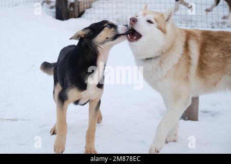 Hundehütte mit nördlichen Schlittenhunden. Der rotweiße sibirische Husky spielt im Winter im Schnee mit dem blauäugigen alaskischen Husky Welpen. Ein erwachsener Hund bringt den Jungen auf. Stockfoto