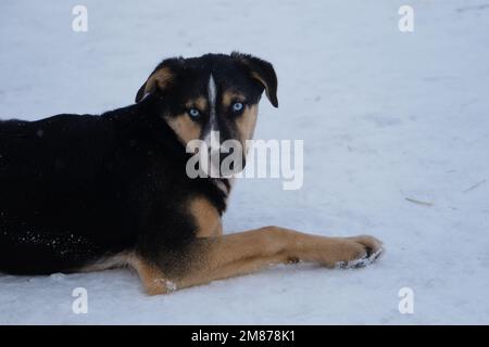 Hundehütte mit nördlichen Schlittenhunden. Charmantes blauäugiges, schwarz-rotes Hündchen mit weißem Streifen auf dem Kopf Alaska Husky ruht sich aus. Junger Sporthund gemischter Rassen Stockfoto